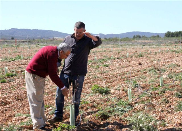La finca experimental ‘Las Nogueras’ de Caravaca incorpora nuevos cultivos alternativos a los tradicionales de la comarca