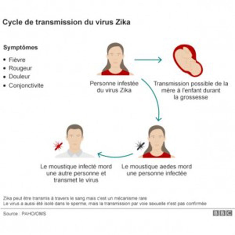 El virus Zika y un viejo conocido: Aedes aegypti