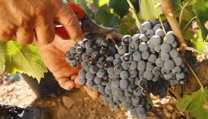 Gémina Finca Los Tomillares 2018, de Bodegas BSI, destaca entre los 100 mejores vinos españoles que acudirán a Prowein
