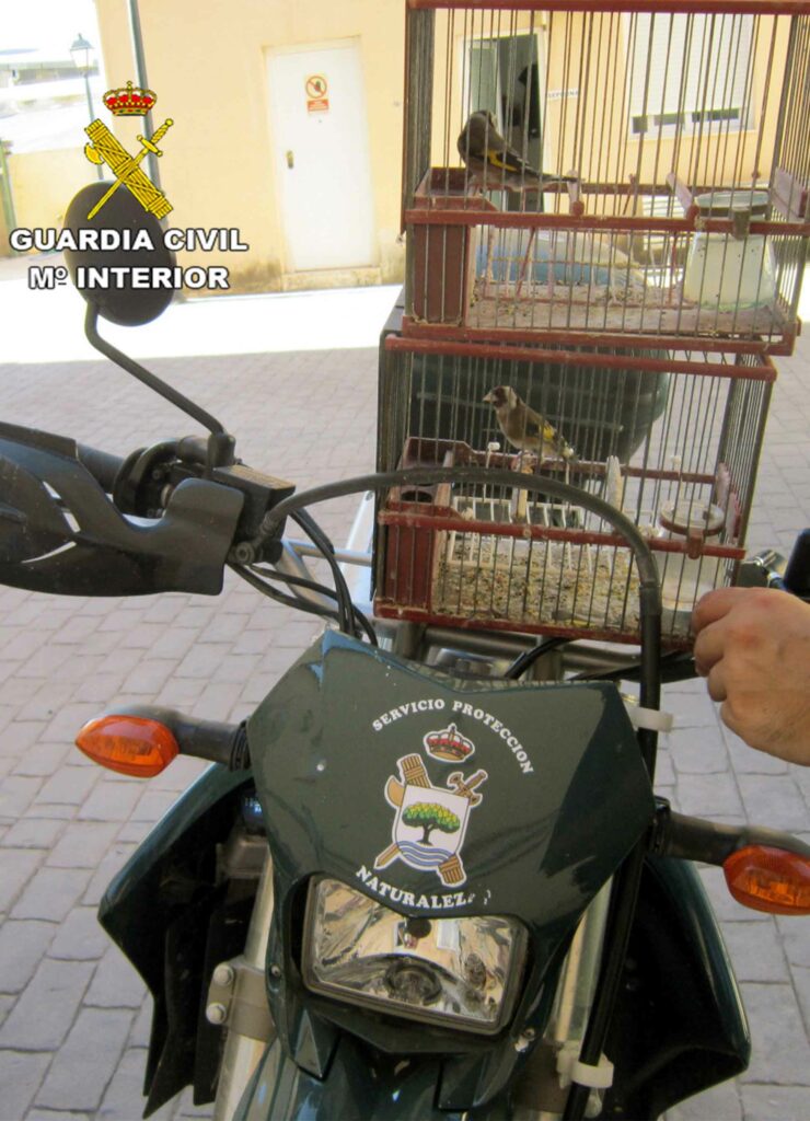Identificado por la Guardia Civil un furtivo de jilgueros en Caravaca