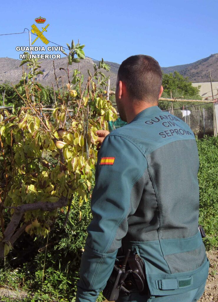 Identificado por la Guardia Civil un furtivo de jilgueros en Caravaca