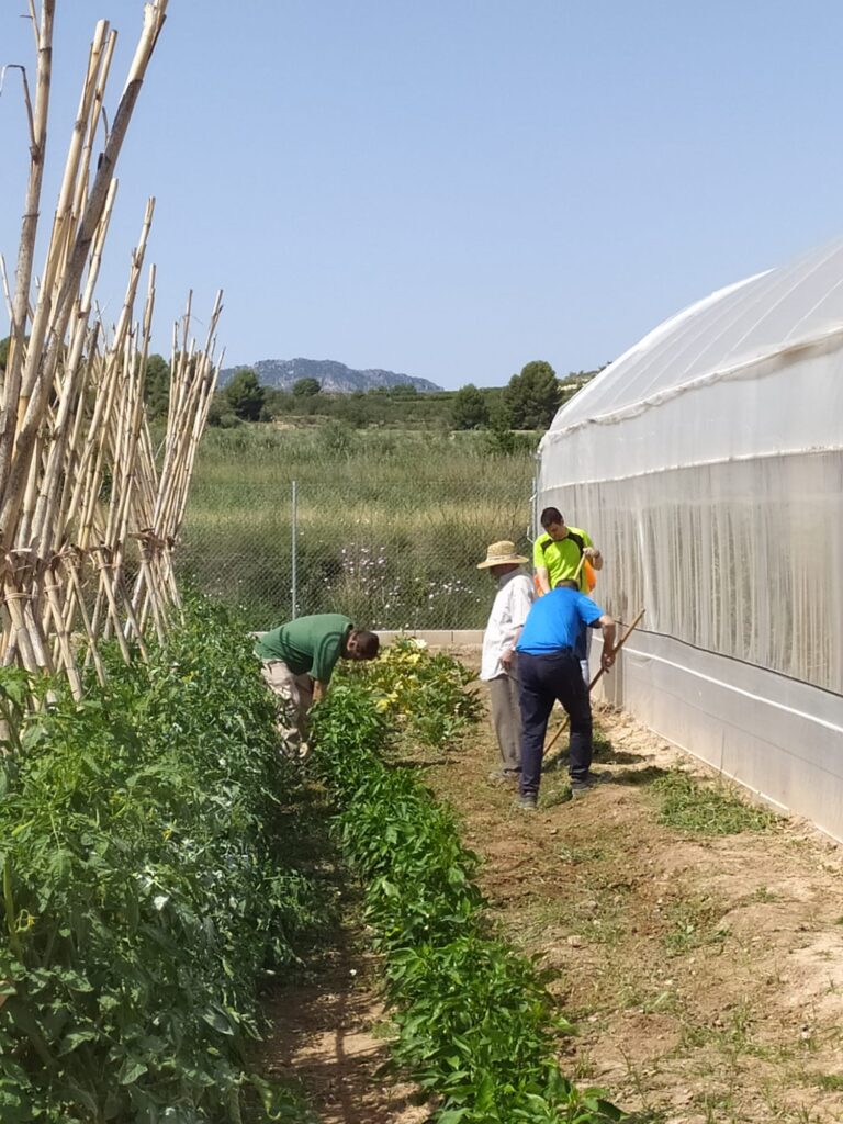 +Huerta: Programa de formación y empleo en horticultura, jardinería y floricultura terapéuticas