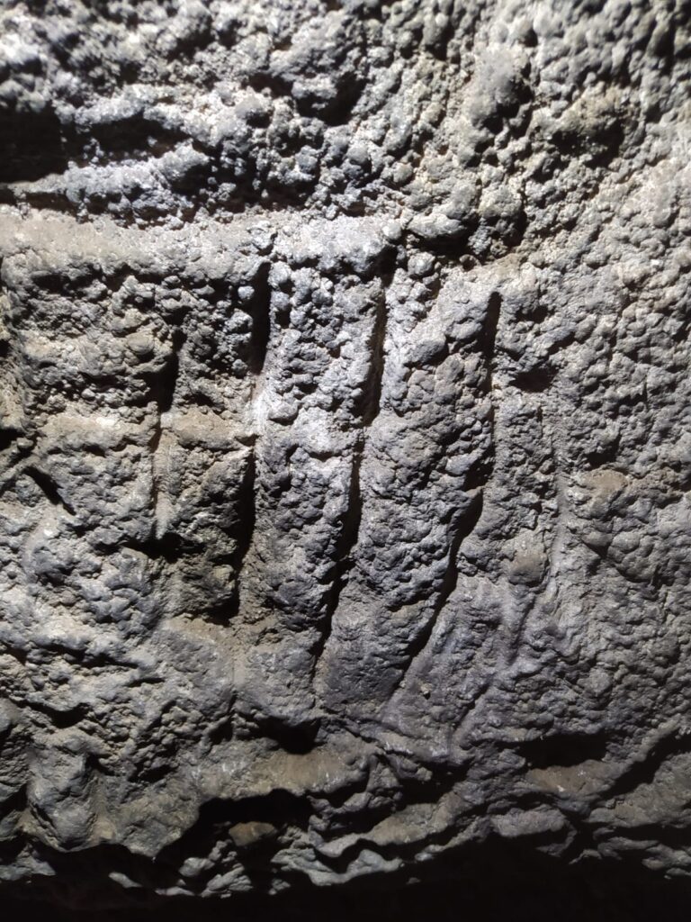 Osos cavernarios en Moratalla